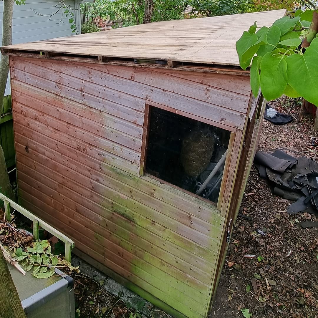 Shed roof with felt removed, exposing tongue and groove boards being inspected for rot